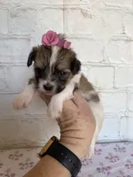 Peaches , a female Maltipoo for sale in Stilwell, OK – Photo 2 of 4