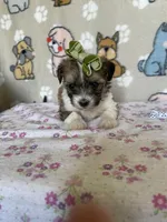 Peaches , a female Maltipoo for sale in Stilwell, OK – Photo 6 of 6