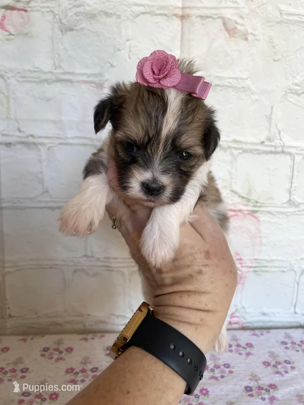 Peaches , a female Maltipoo for sale in Stilwell, OK – Photo 1 of 4