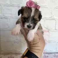 Peaches , a female Maltipoo for sale in Stilwell, OK – Photo 1 of 6