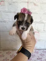 Peaches , a female Maltipoo for sale in Stilwell, OK – Photo 1 of 4