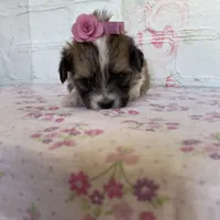 Peaches , a female Maltipoo for sale in Stilwell, OK – Photo 4 of 6