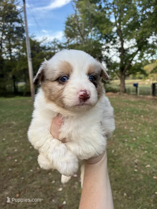 Buddy  – Miniature American Shepherd puppy for sale in Stilwell, OK