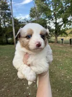 Buddy , a male Miniature American Shepherd for sale in Stilwell, OK – 1 of 3