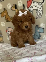 AKC Ruby, a female Poodle - Toy  for sale in Stilwell, OK – 2 of 10