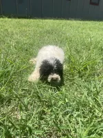 Boy #4 , a male Poodle - Toy  for sale in Stilwell, OK – 2 of 2