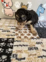 Zippy , a male Poodle - Toy  for sale in Stilwell, OK – 4 of 5