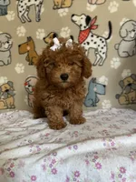 AKC Ruby, a female Poodle - Toy  for sale in Stilwell, OK – 10 of 10