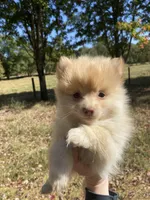 Pom boy # 1, a male Pomeranian for sale in Stilwell, OK – Photo 2 of 3