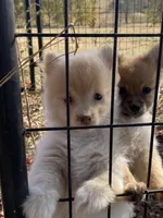 Pom boy # 1, a male Pomeranian for sale in Stilwell, OK – Photo 3 of 3