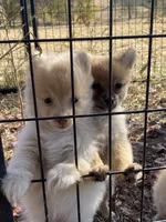 Pom boy # 1, a male Pomeranian for sale in Stilwell, OK – Photo 1 of 3