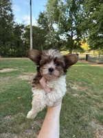 Lucky , a female Yorkshire Terrier for sale in Stilwell, OK – 2 of 2