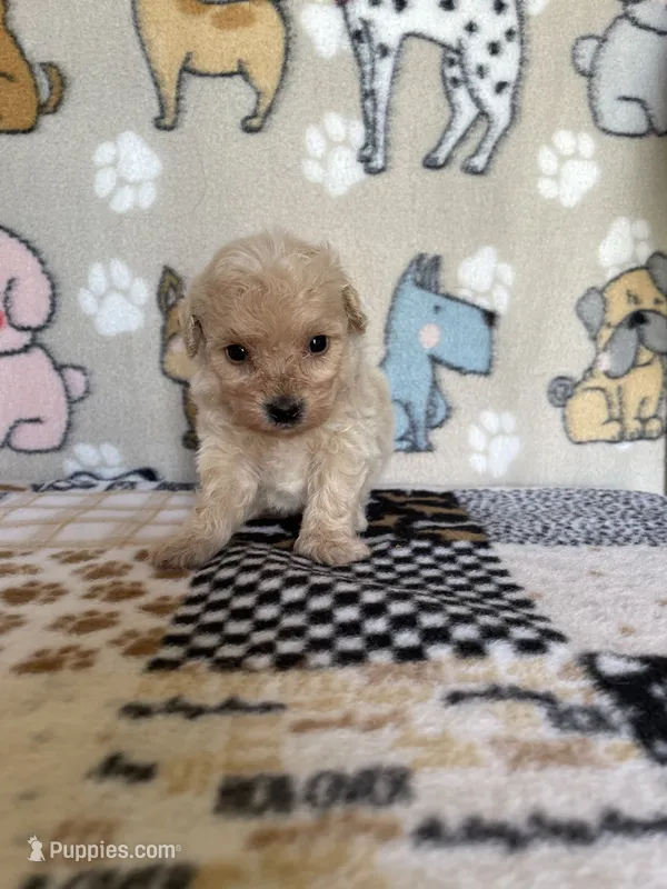 Scout – Maltipoo puppy for sale in Stilwell, OK