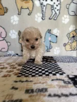 Scout, a male Maltipoo for sale in Stilwell, OK – 1 of 2