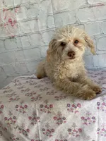 Fay, a female Poodle - Toy  for sale in Stilwell, OK – Photo 4 of 6