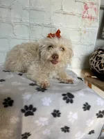 Fay, a female Poodle - Toy  for sale in Stilwell, OK – Photo 5 of 6