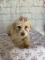 Fay, a female Poodle - Toy  for sale in Stilwell, OK – Photo 6 of 6