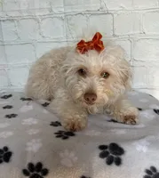 Fay, a female Poodle - Toy  for sale in Stilwell, OK – Photo 1 of 6