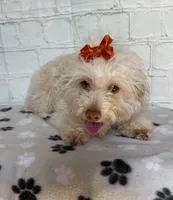 Fay, a female Poodle - Toy  for sale in Stilwell, OK – Photo 2 of 6