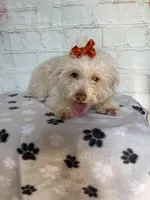 Fay, a female Poodle - Toy  for sale in Stilwell, OK – Photo 3 of 6