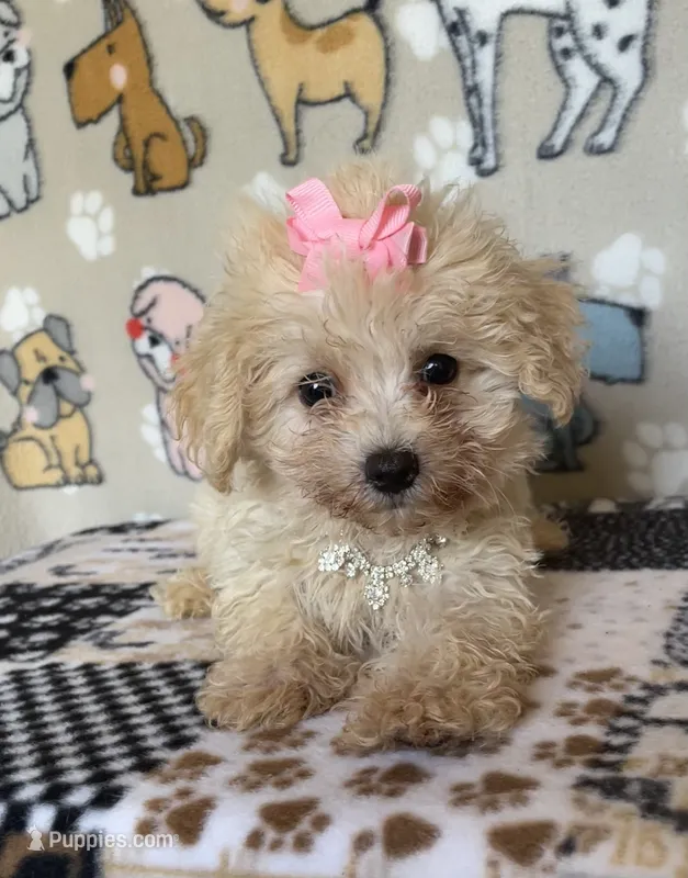 Stella – Maltipoo puppy for sale in Stilwell, OK