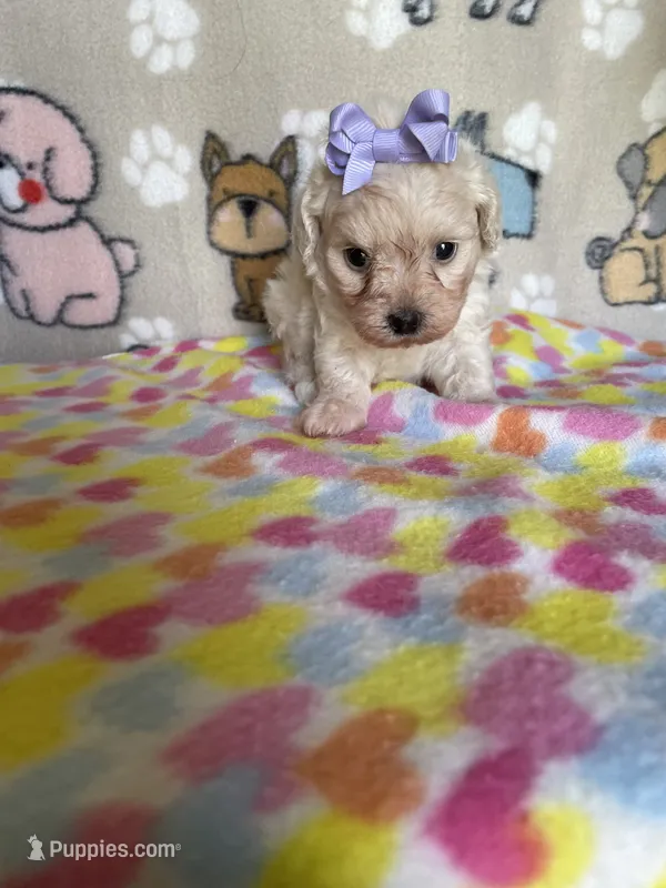 Stella – Maltipoo puppy for sale in Stilwell, OK