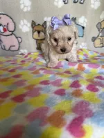Stella, a female Maltipoo for sale in Stilwell, OK – 1 of 2