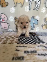 Scout, a male Maltipoo for sale in Stilwell, OK – 2 of 2