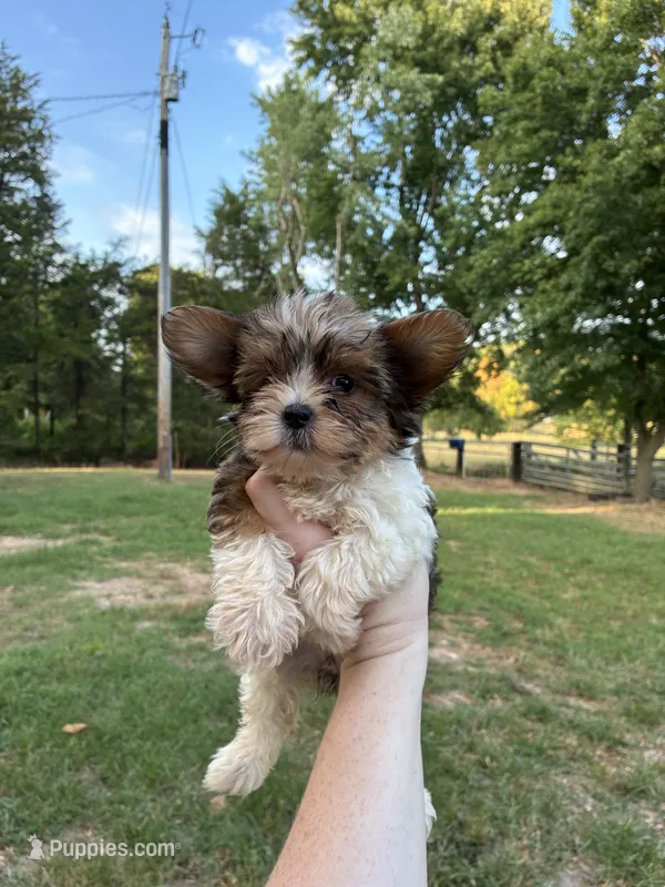 Lucky  – Yorkshire Terrier puppy for sale in Stilwell, OK