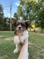 Lucky , a female Yorkshire Terrier for sale in Stilwell, OK – 1 of 2