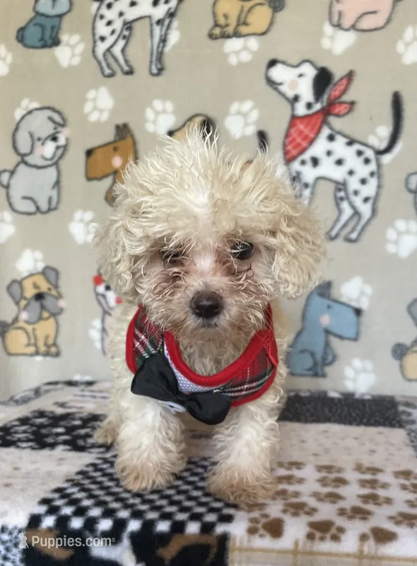 Dash – Maltipoo puppy for sale in Stilwell, OK