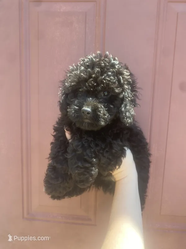 Boy #3  – Poodle - Toy  puppy for sale in Stilwell, OK