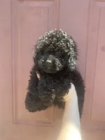 Boy #3 , a male Poodle - Toy  for sale in Stilwell, OK – 1 of 2