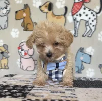 Gus, a male Maltipoo for sale in Stilwell, OK – 10 of 10