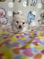 Skylar, a female Maltipoo for sale in Stilwell, OK – 2 of 3