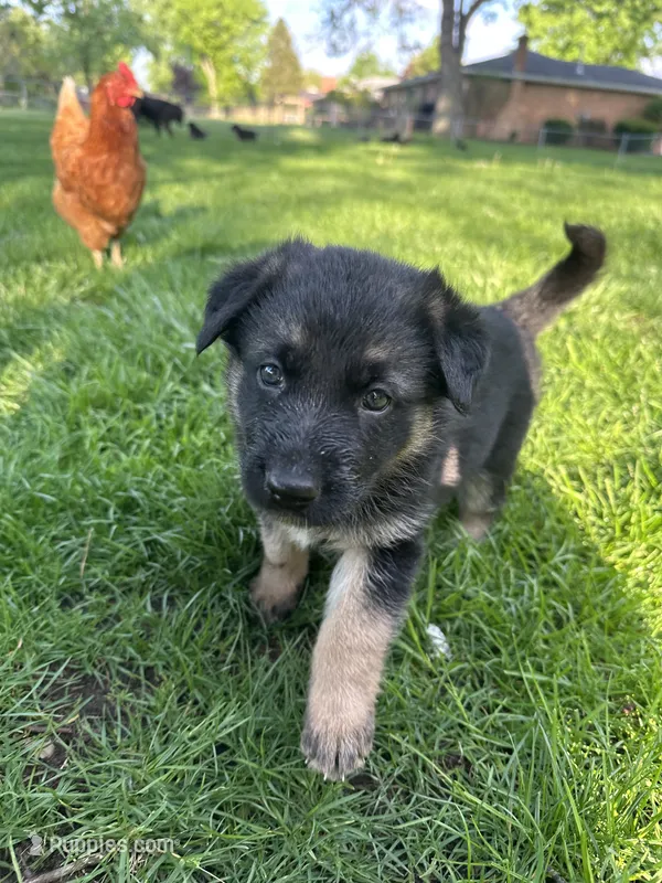 Zued – German Shepherd Dog puppy for sale in Goshen, IN