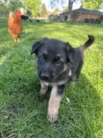 Zued, a male German Shepherd Dog for sale in Goshen, IN – 1 of 3