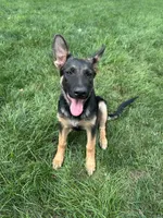 Dorah, a female German Shepherd Dog for sale in Goshen, IN – 1 of 4
