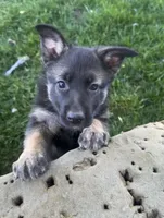 Dorah, a female German Shepherd Dog for sale in Goshen, IN – 2 of 3