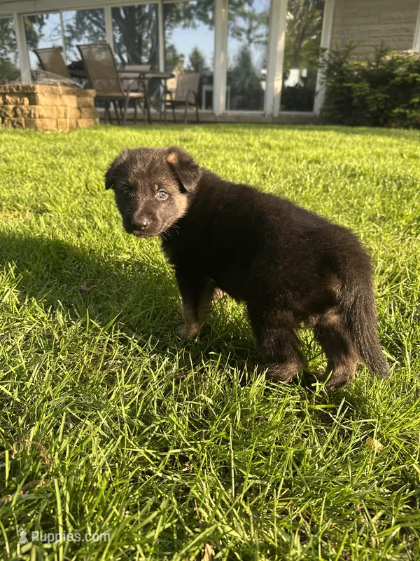Abby – German Shepherd Dog puppy for sale in Goshen, IN