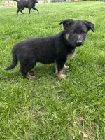 Mia, a female German Shepherd Dog for sale in Goshen, IN – 3 of 3