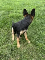 Dorah, a female German Shepherd Dog for sale in Goshen, IN – 4 of 4