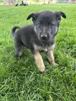 Mia, a female German Shepherd Dog for sale in Goshen, IN – 2 of 3