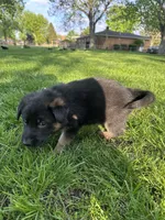 Max, a male German Shepherd Dog for sale in Goshen, IN – 2 of 3