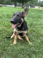 Dorah, a female German Shepherd Dog for sale in Goshen, IN – 3 of 4