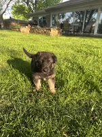 Abby, a female German Shepherd Dog for sale in Goshen, IN – 3 of 3