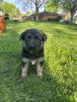 Zued, a male German Shepherd Dog for sale in Goshen, IN – 2 of 3