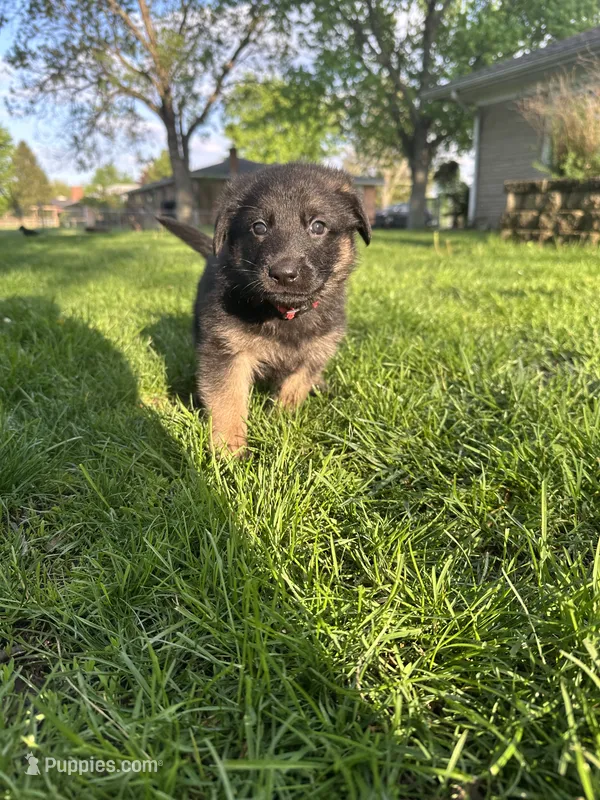 Red, a female German Shepherd Dog for sale in Goshen, IN – 1 of 3