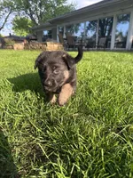 Abby, a female German Shepherd Dog for sale in Goshen, IN – 2 of 3