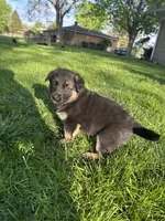 Zued, a male German Shepherd Dog for sale in Goshen, IN – 3 of 3